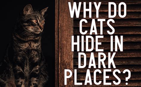 Under beds Behind furniture On high shelves Inside drawers In boxes Basically, shell most likely be somewhere dark and isolating. . My cat keeps hiding in dark places